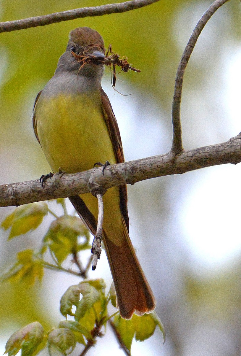 Great Crested Flycatcher - ML162229421