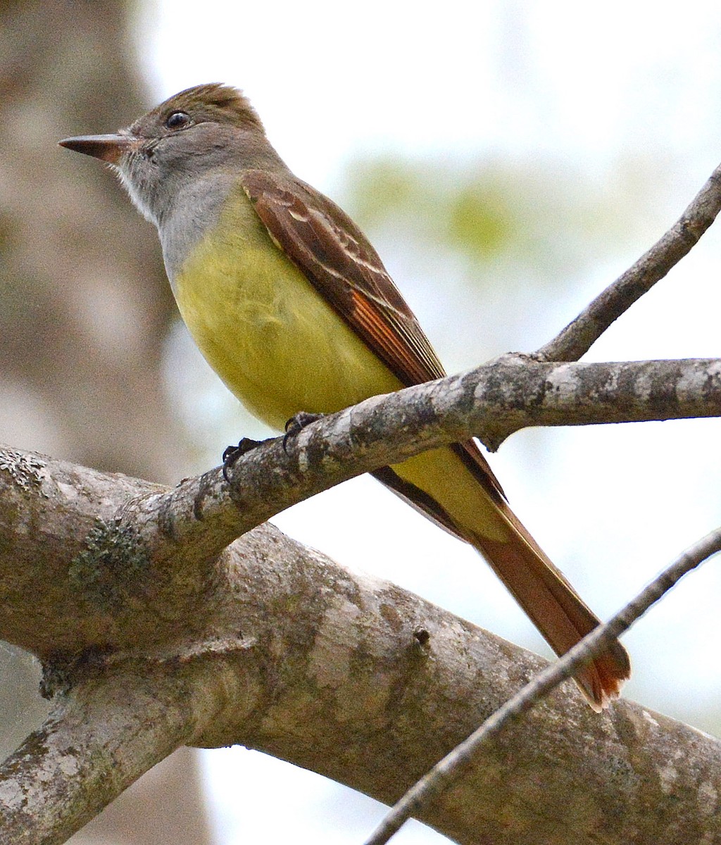 Great Crested Flycatcher - ML162229441