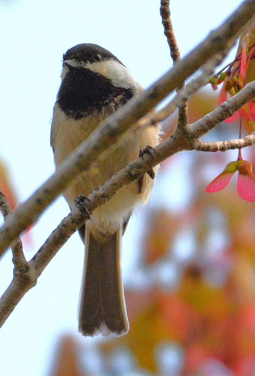 Black-capped Chickadee - Kenneth Butler