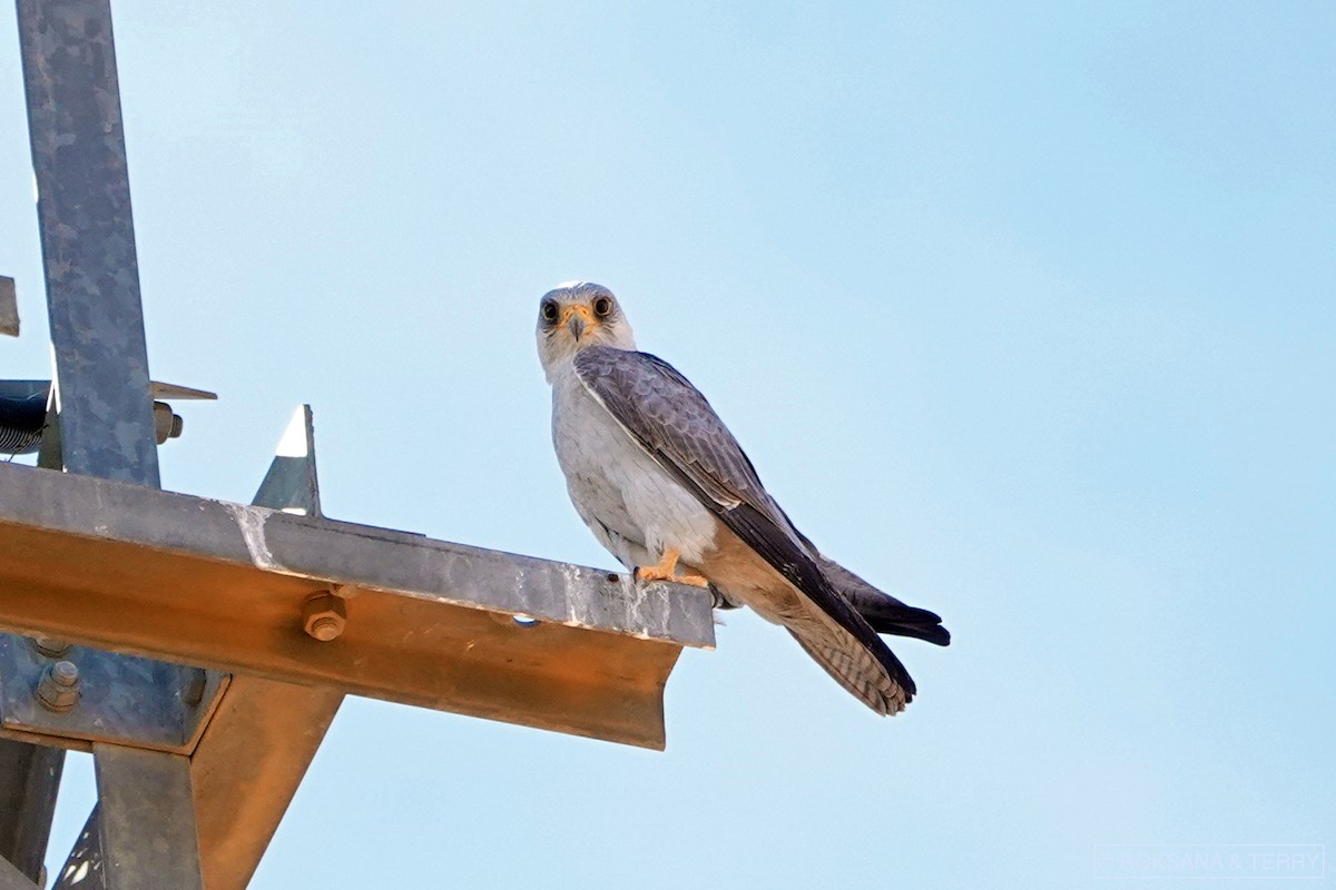 Gray Falcon - Roksana and Terry