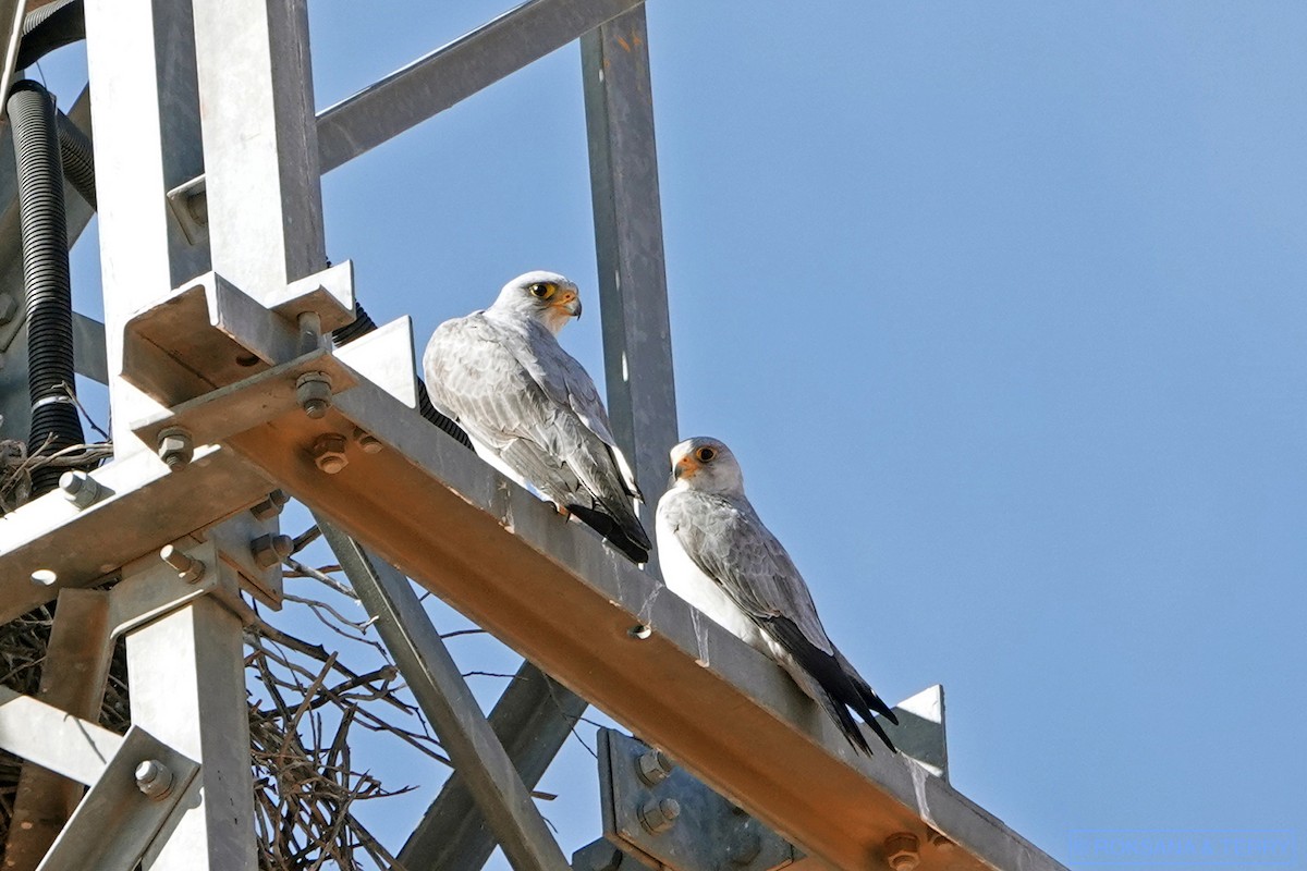Gray Falcon - Roksana and Terry
