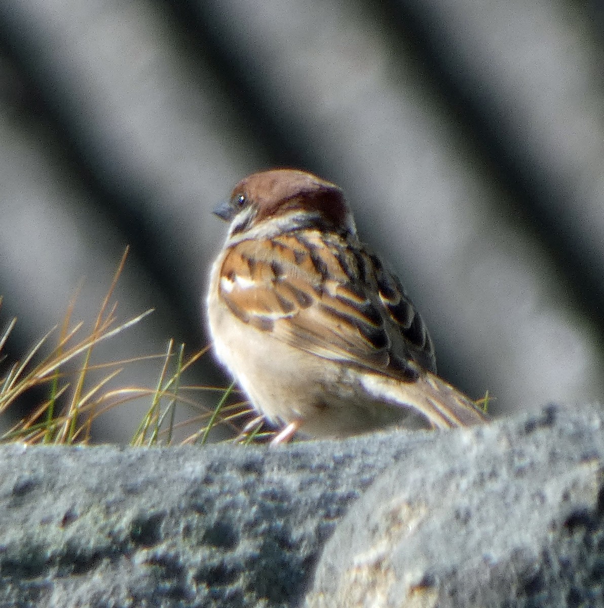Eurasian Tree Sparrow - ML162231491