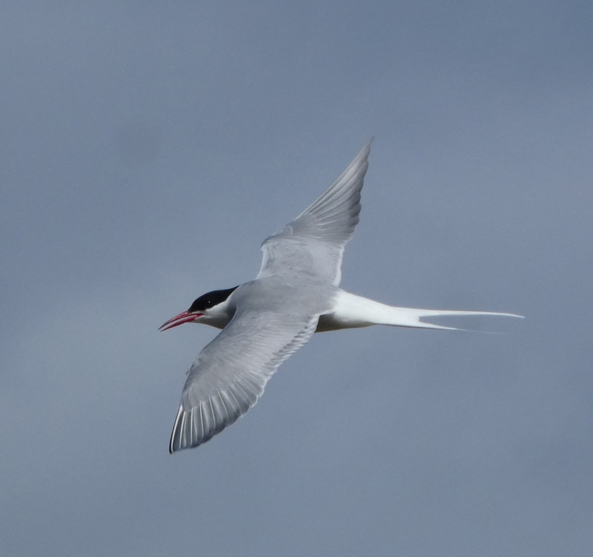 Arctic Tern - ML162231511