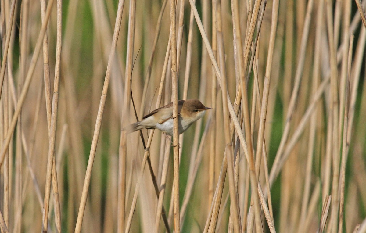 Common Reed Warbler - Paul Lewis