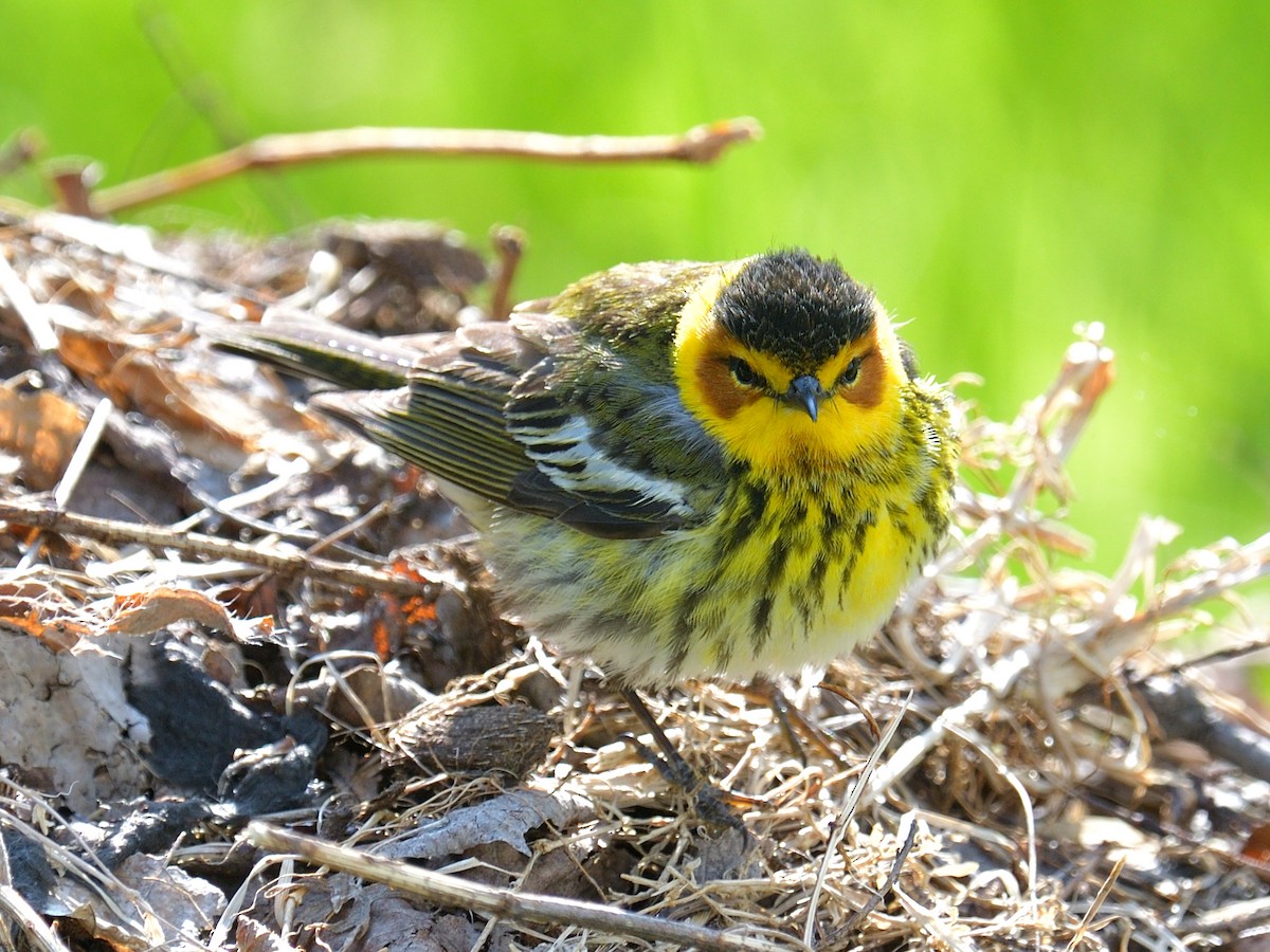 Cape May Warbler - ML162239381