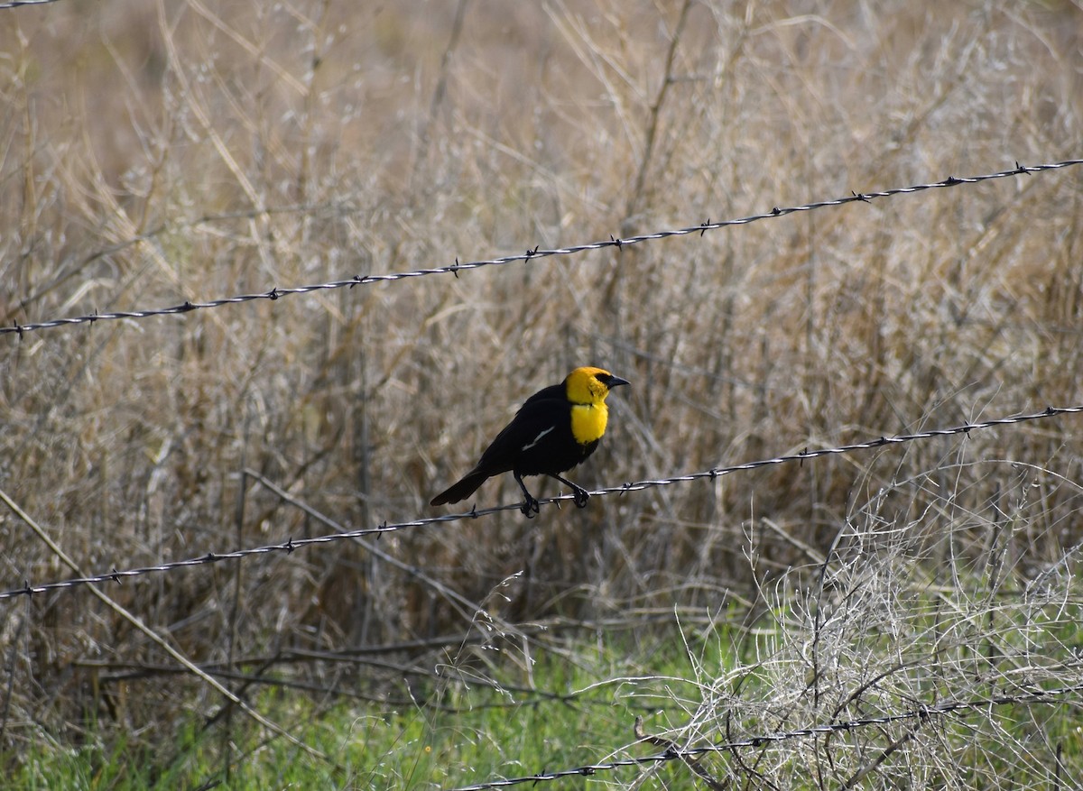 Yellow-headed Blackbird - Garrett Rhyne