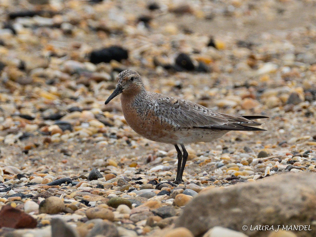 Red Knot - ML162241761