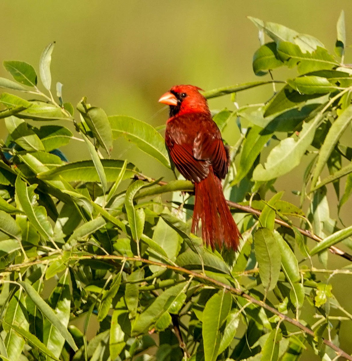 Northern Cardinal - Doreen LePage