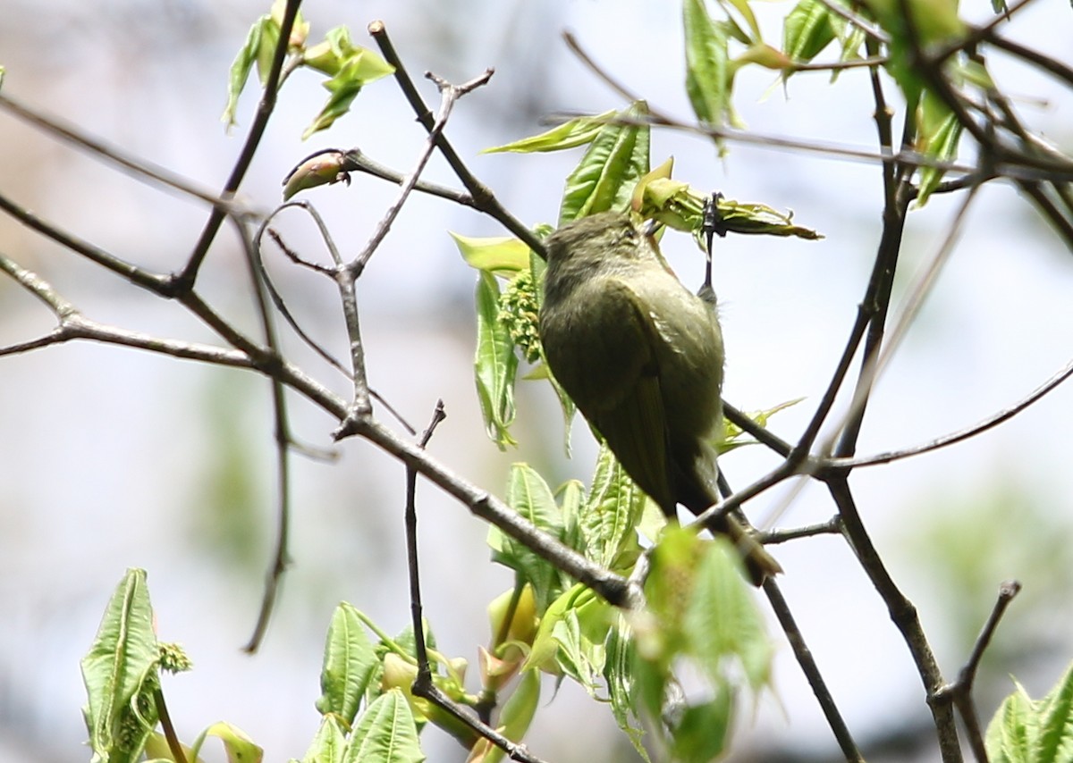 Yellow-browed Tit - ML162245331