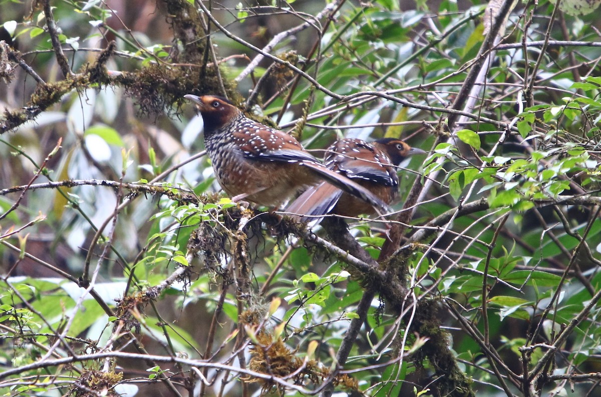 Spotted Laughingthrush - ML162245781