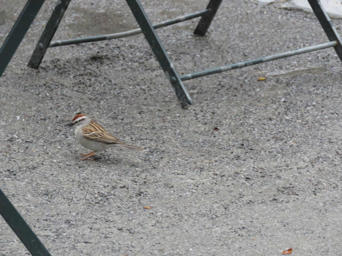 Chipping Sparrow - ML162247321