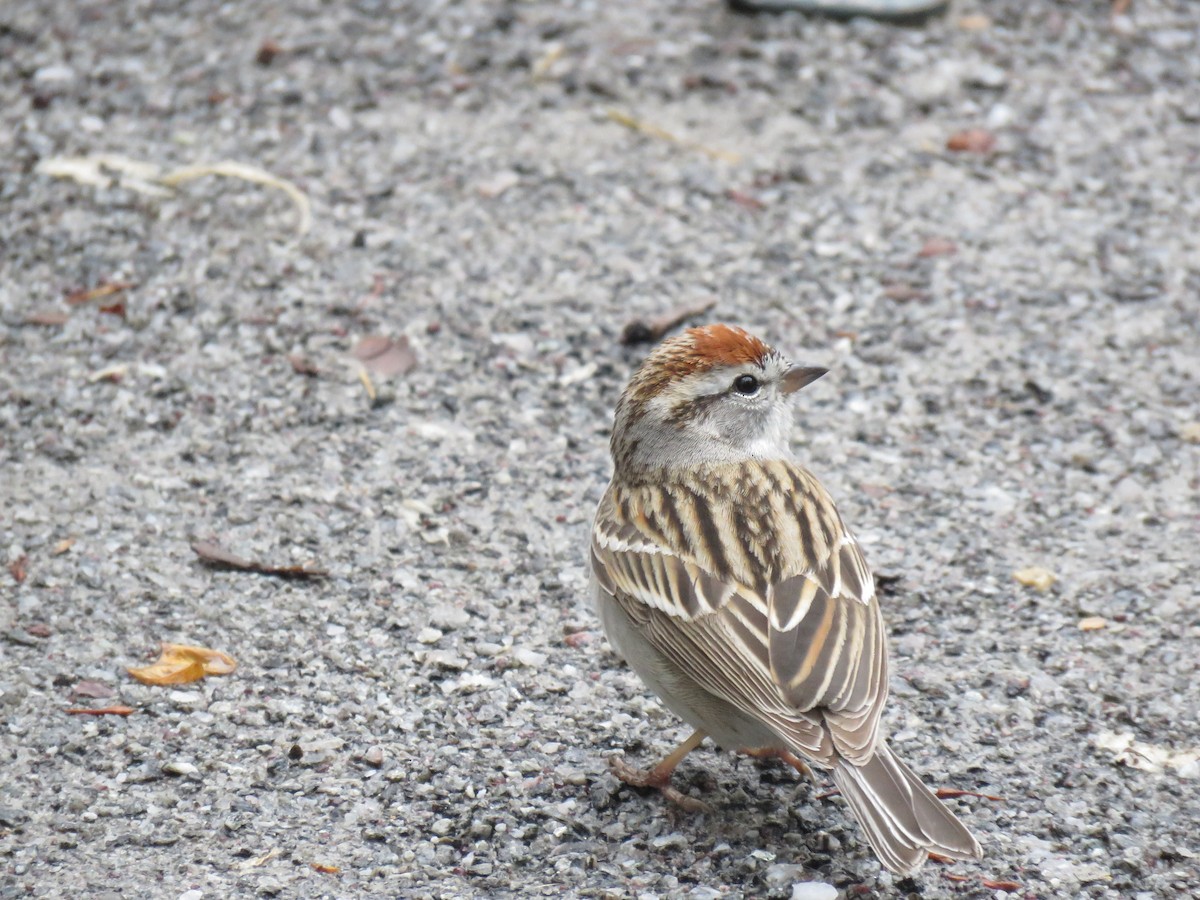 Chipping Sparrow - ML162247341