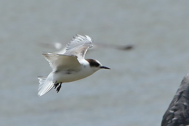 Arctic Tern - nigel lallsingh