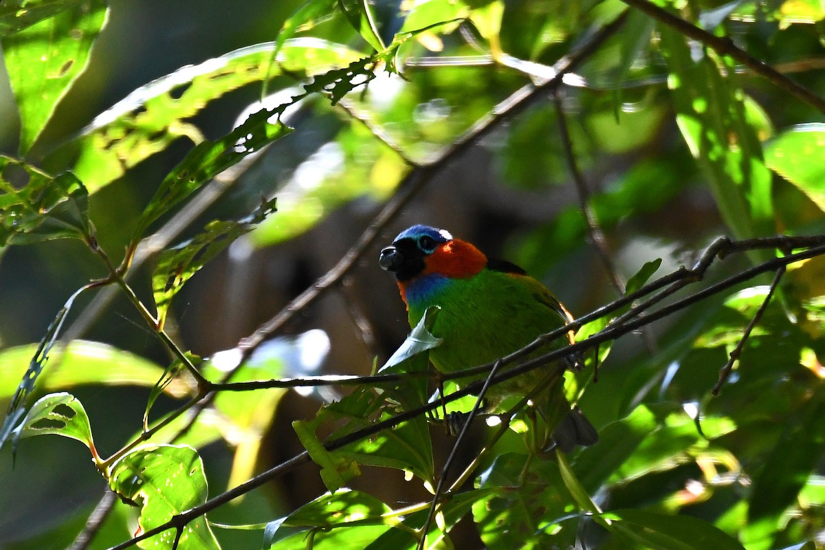 Red-necked Tanager - ML162252471