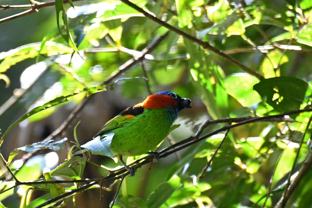 Red-necked Tanager - ML162252481
