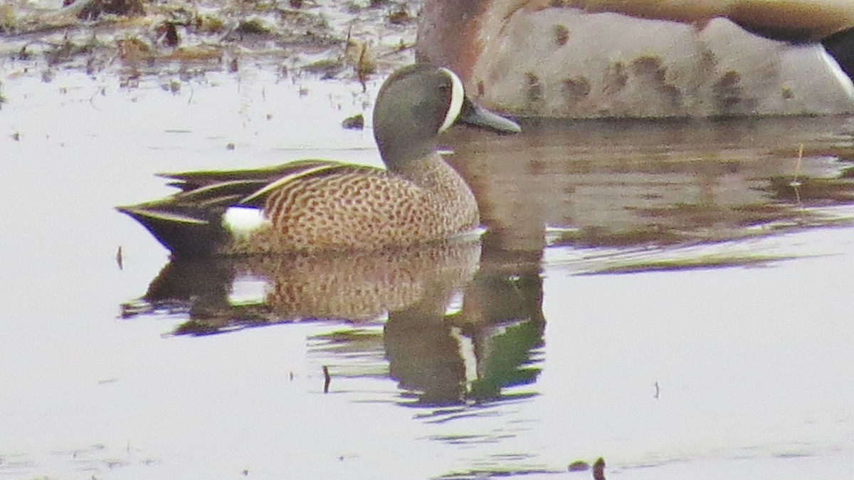 Blue-winged Teal - ML162259151