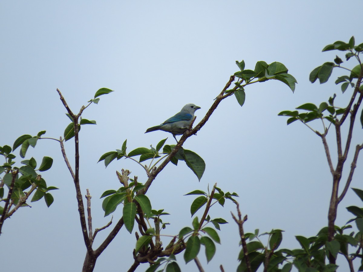 Blue-gray Tanager - ML162261631
