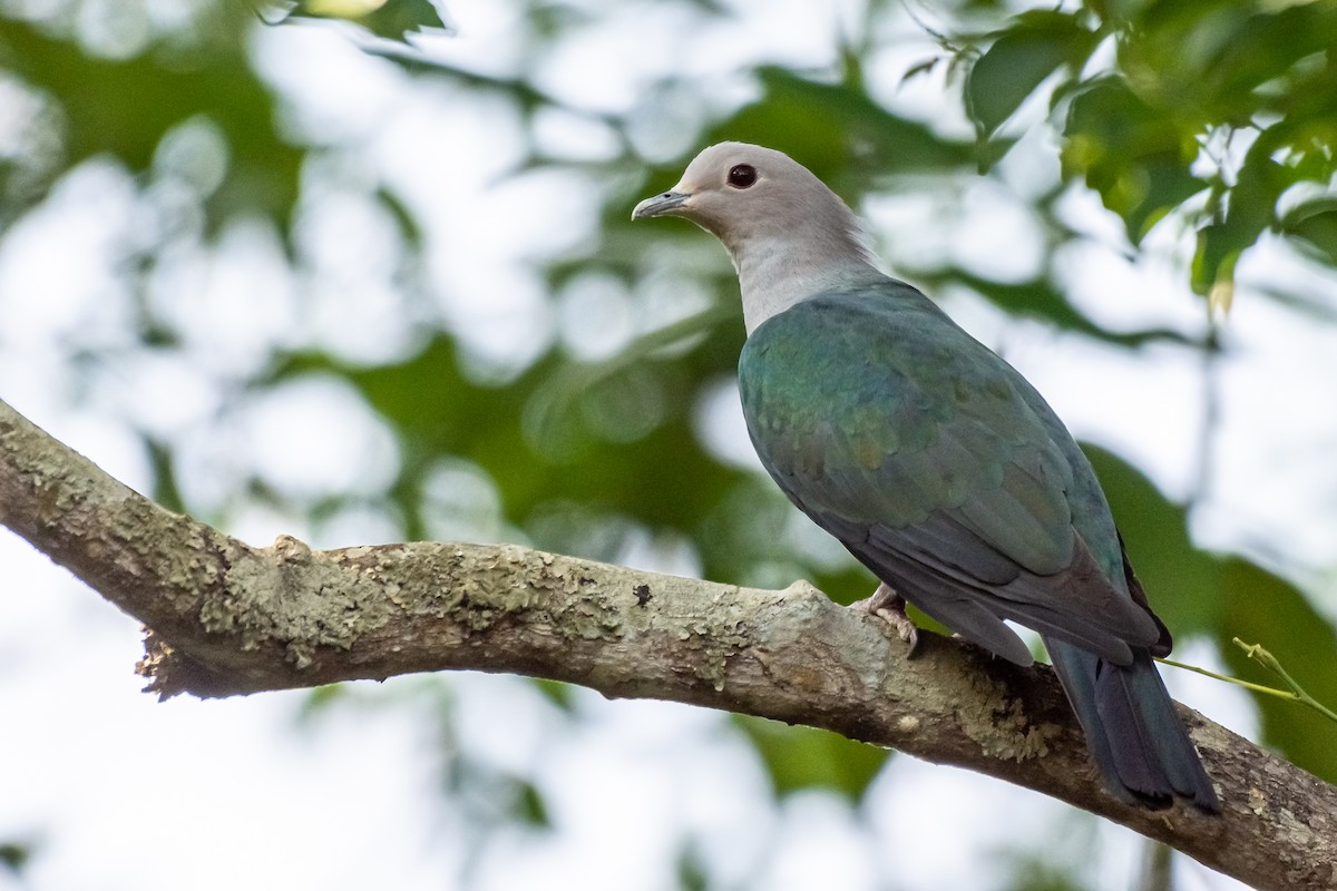 Green Imperial-Pigeon - ML162265741