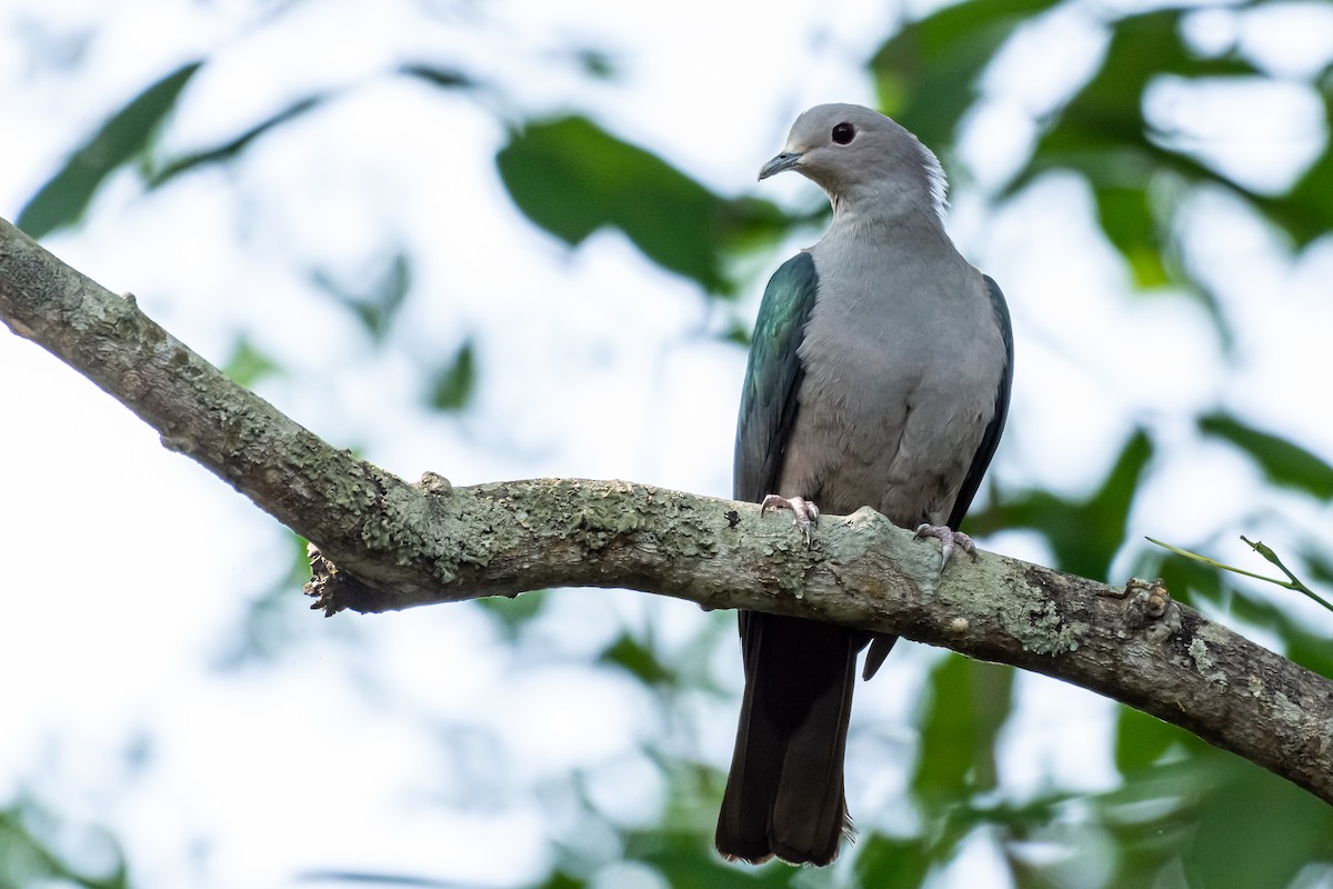 Green Imperial-Pigeon - ML162265751