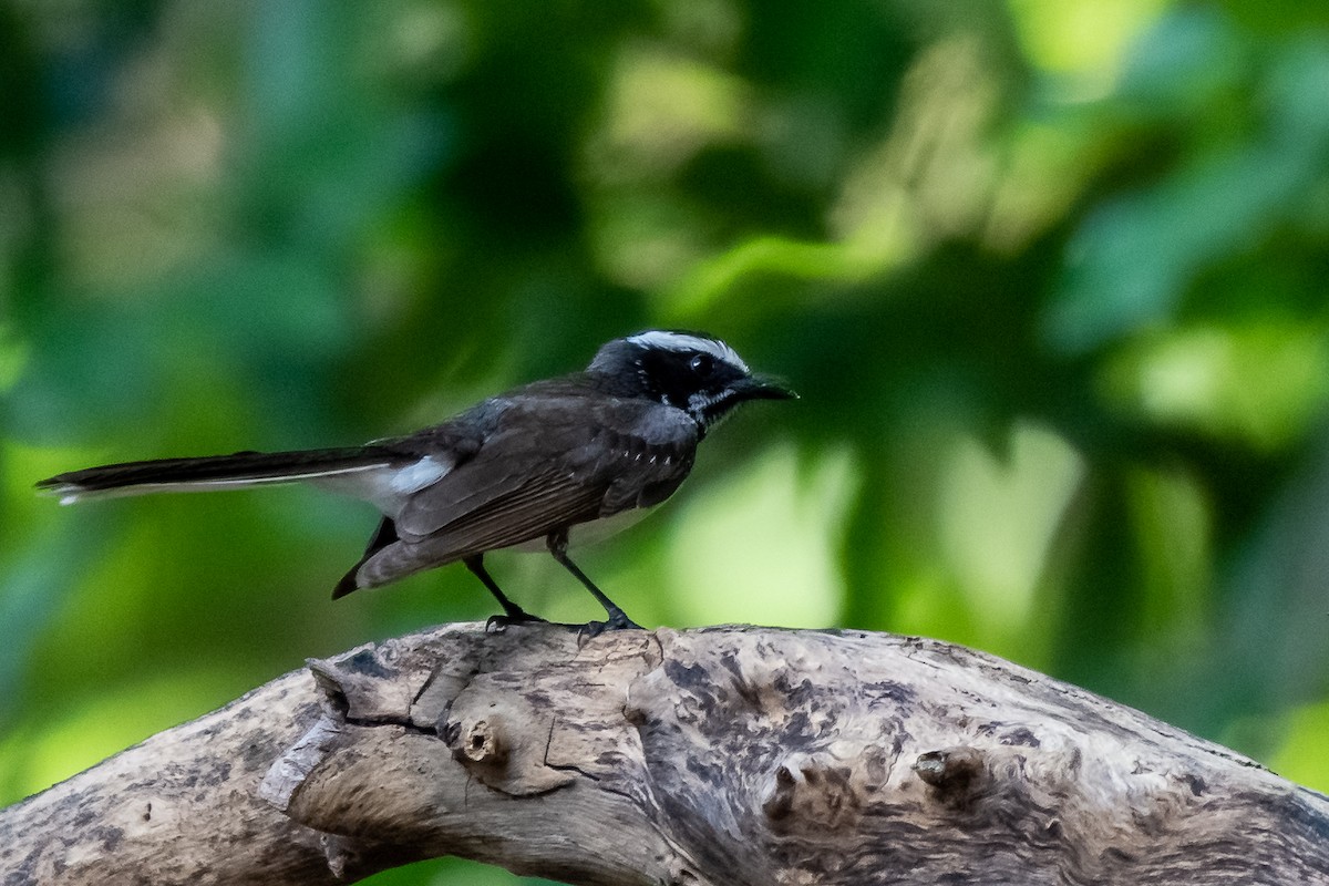 White-browed Fantail - ML162265861