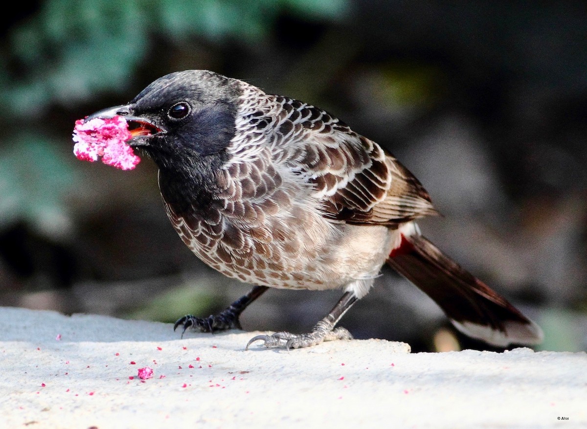 Red-vented Bulbul - Ains Priestman