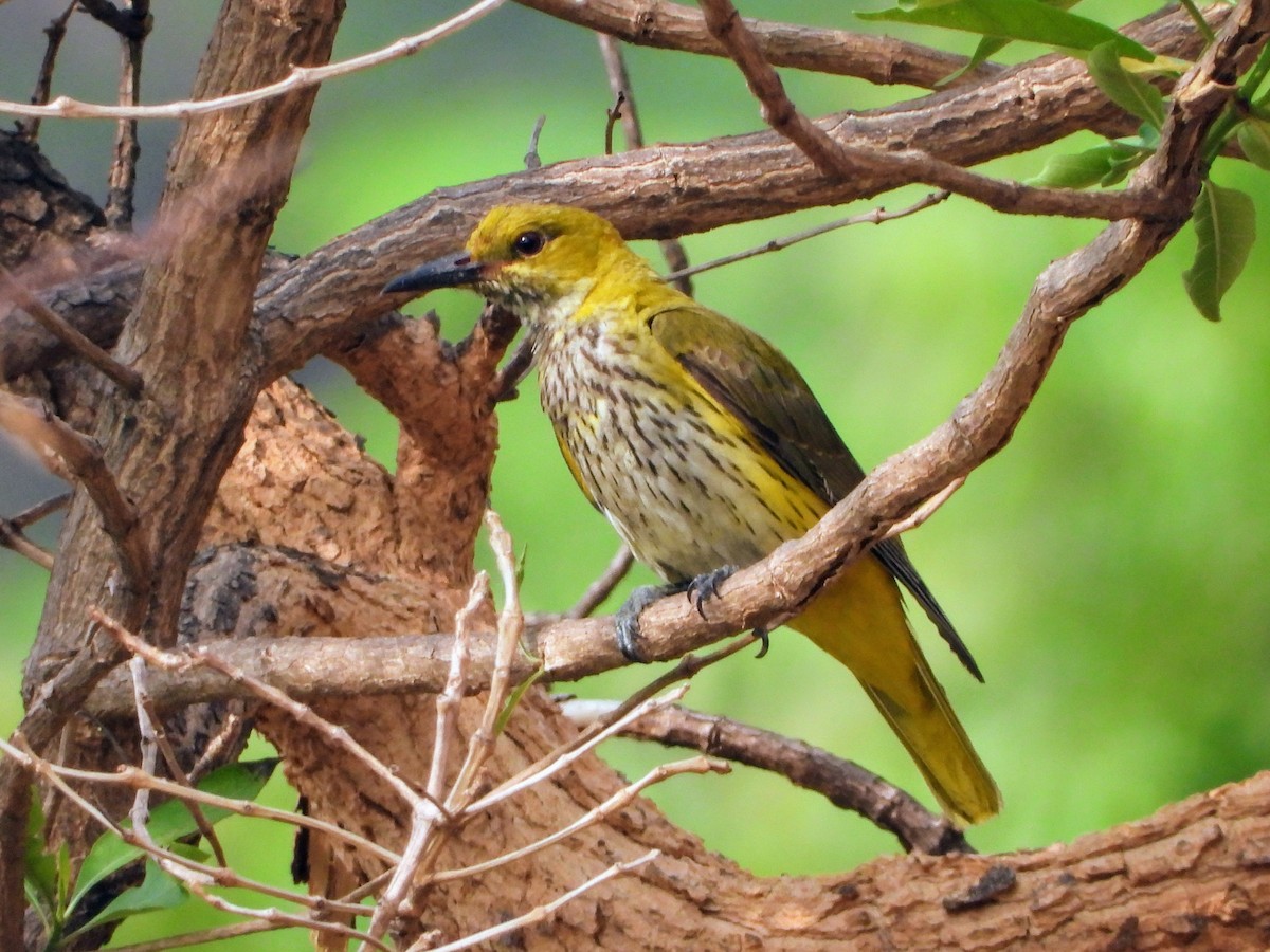 Indian Golden Oriole - ML162268791
