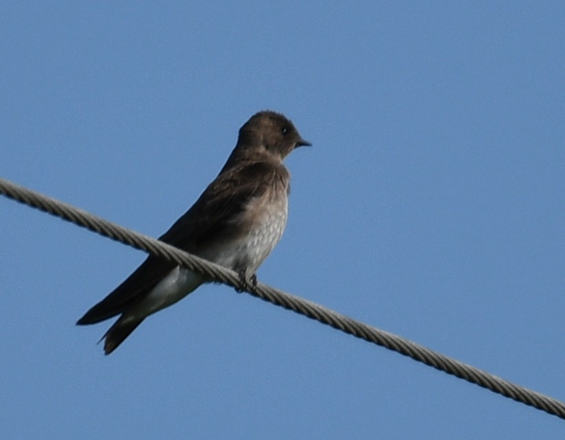 Northern Rough-winged Swallow - ML162270261