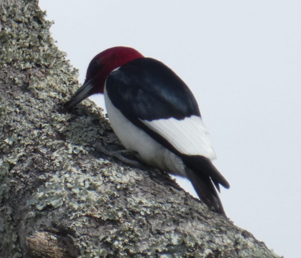 Red-headed Woodpecker - Bill Pranty