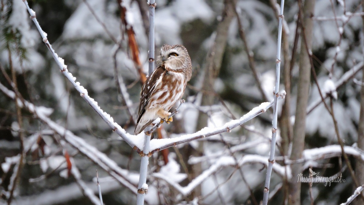 Northern Saw-whet Owl - Misty Bergquist