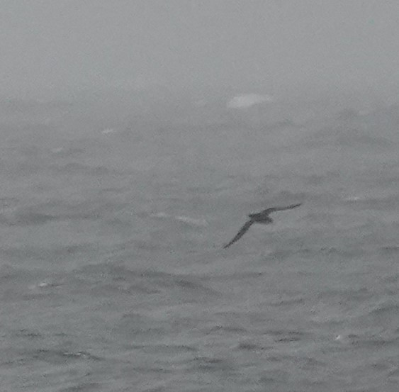 Sooty Shearwater - Phil Bartley