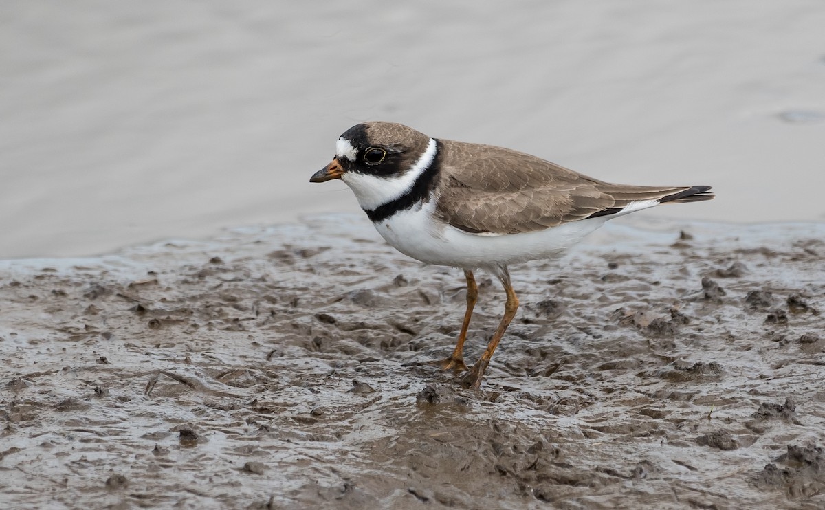 Semipalmated Plover - Taylor Long