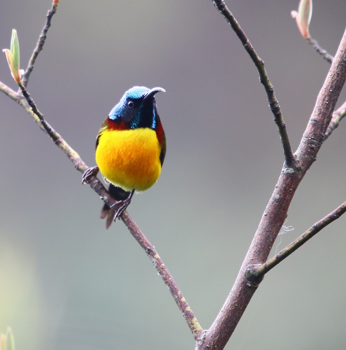 Green-tailed Sunbird - Bhaarat Vyas