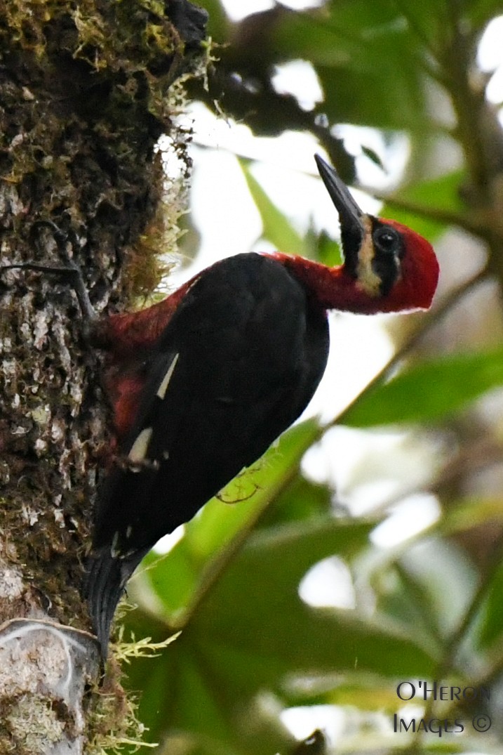 Crimson-bellied Woodpecker - Alan OHeron