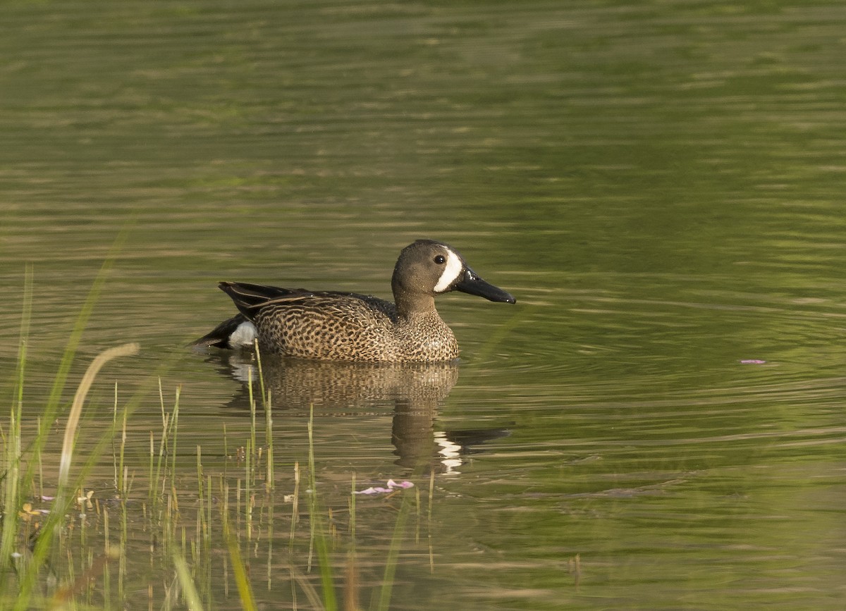 Blue-winged Teal - ML162276461