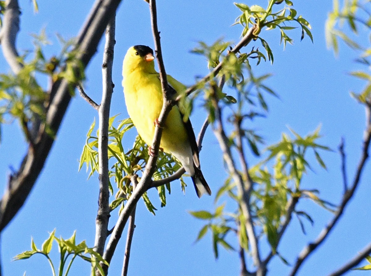 American Goldfinch - Brian Carruthers
