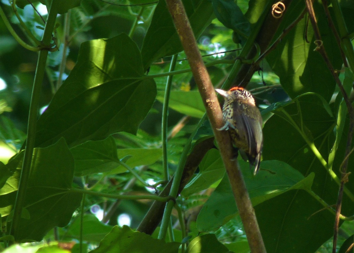 White-wedged Piculet - ML162281331