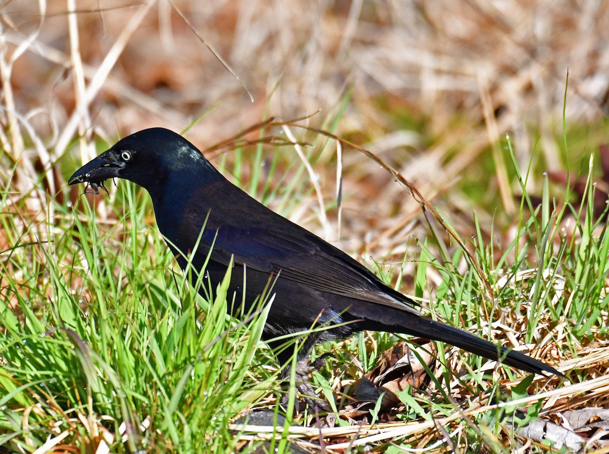 Common Grackle - Brian Carruthers