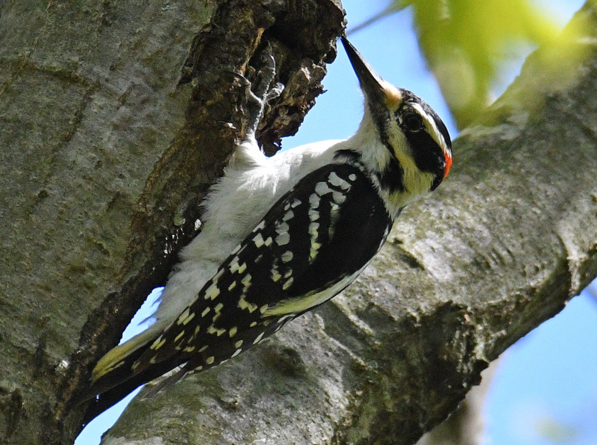 Hairy Woodpecker - ML162283891