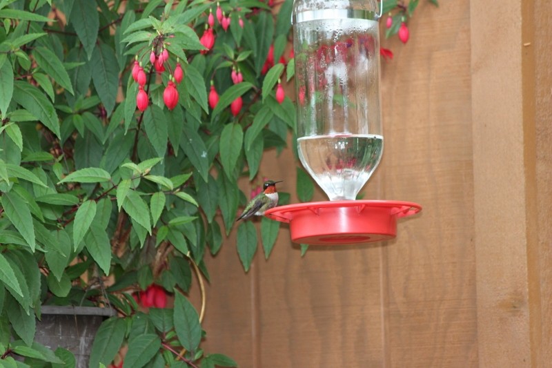 Ruby-throated Hummingbird - Steven Hemenway