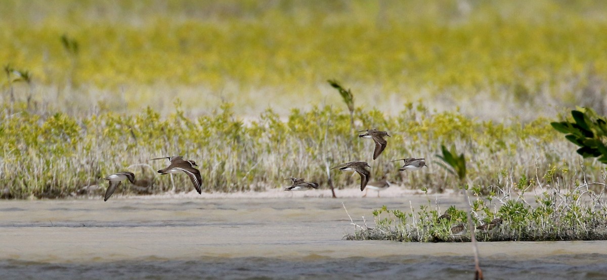 Semipalmated Plover - ML162285871