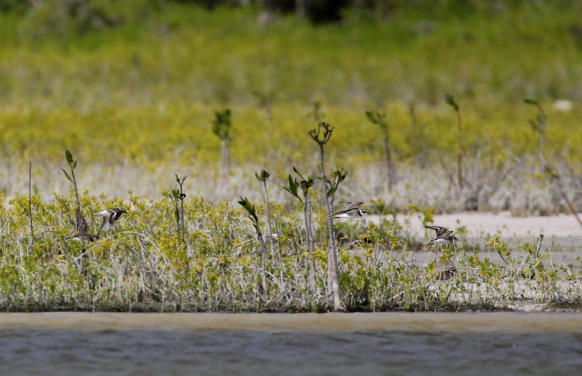 Semipalmated Plover - ML162285891