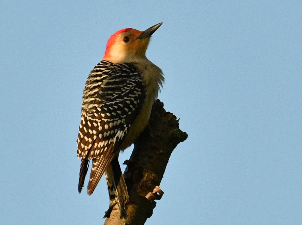 Red-bellied Woodpecker - ML162286161