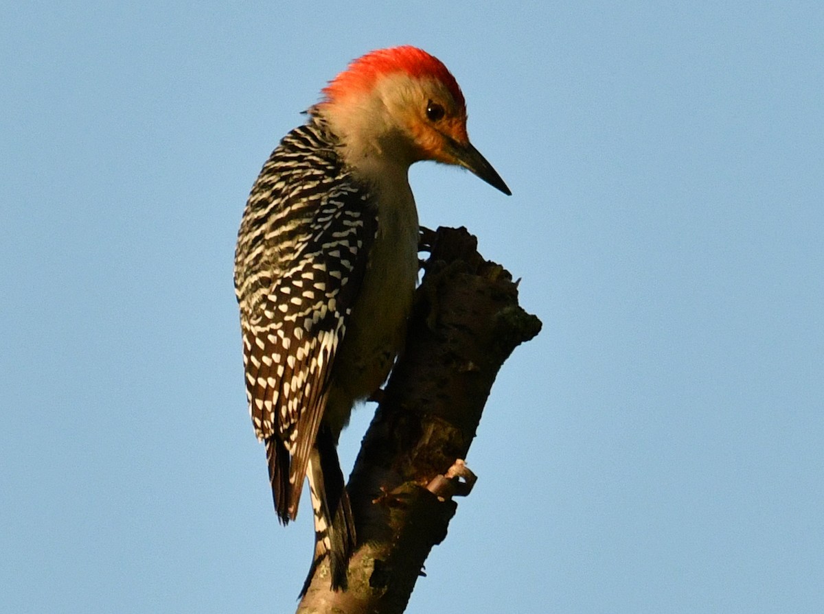 Red-bellied Woodpecker - Brian Carruthers