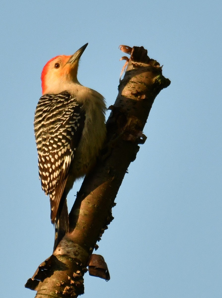Red-bellied Woodpecker - ML162286191