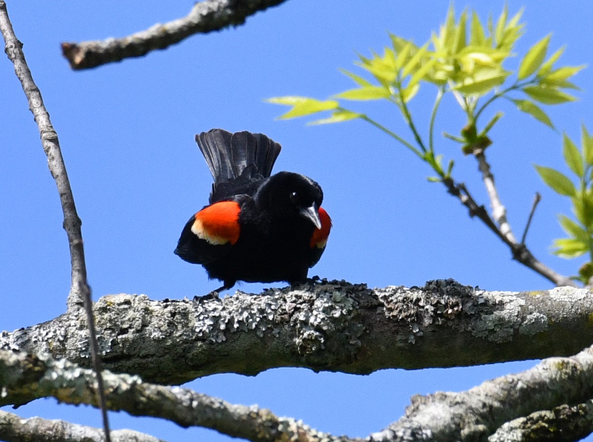 Red-winged Blackbird - Brian Carruthers