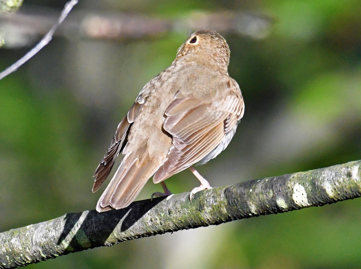 Swainson's Thrush - Brian Carruthers