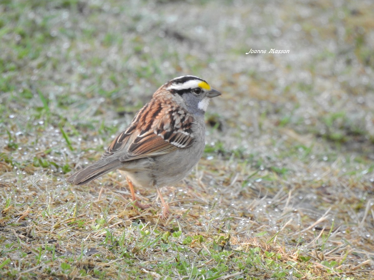 White-throated Sparrow - Joanne Masson