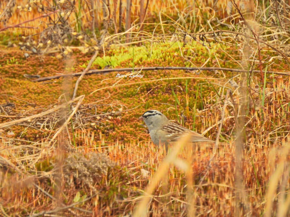 White-crowned Sparrow - ML162289851