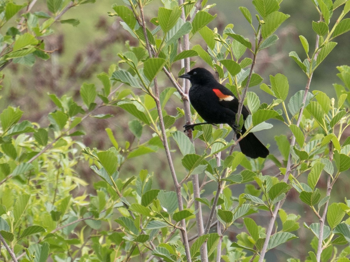Red-winged Blackbird - ML162290931