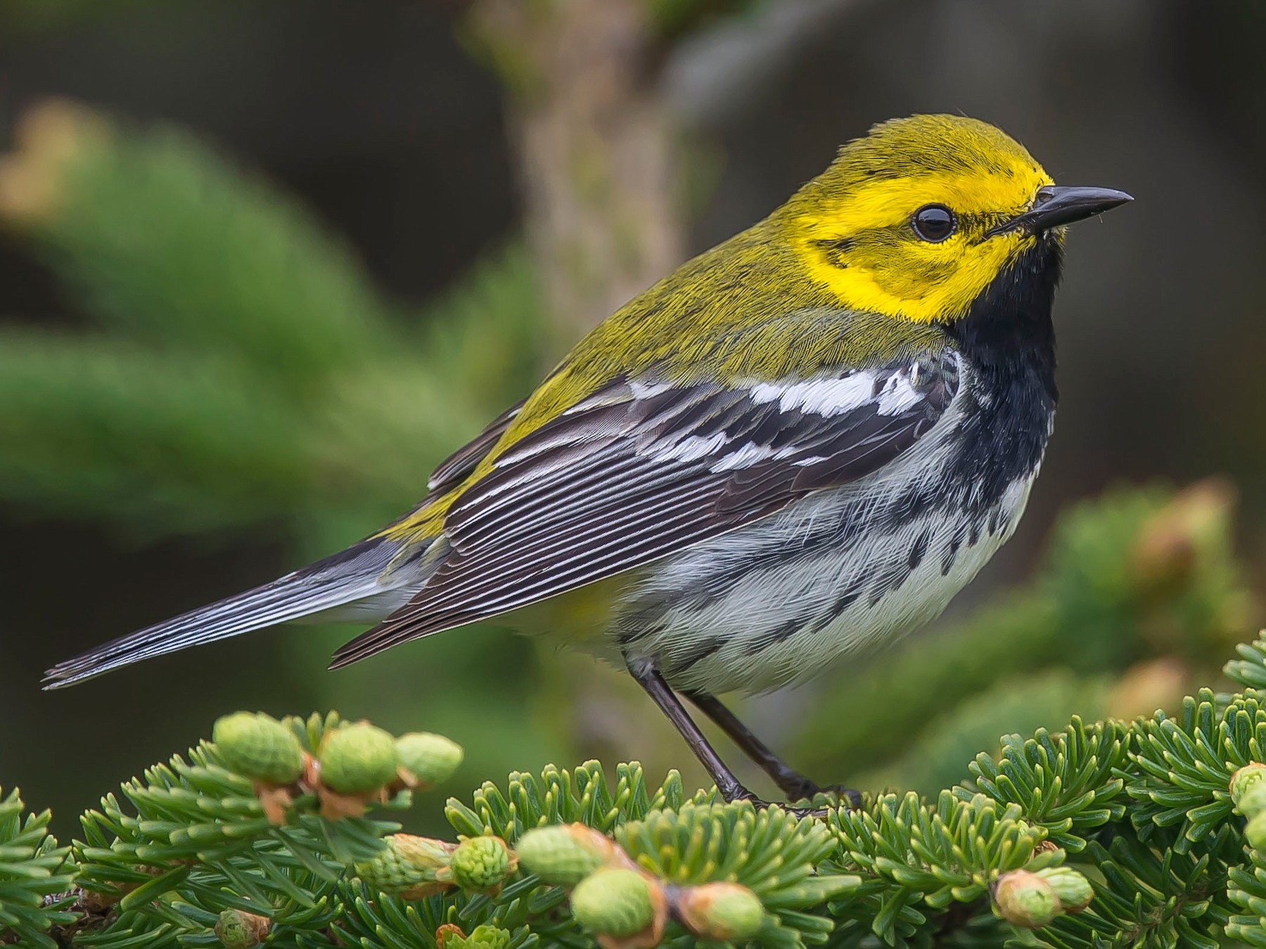 Black-throated Green Warbler - Ronnie d'Entremont